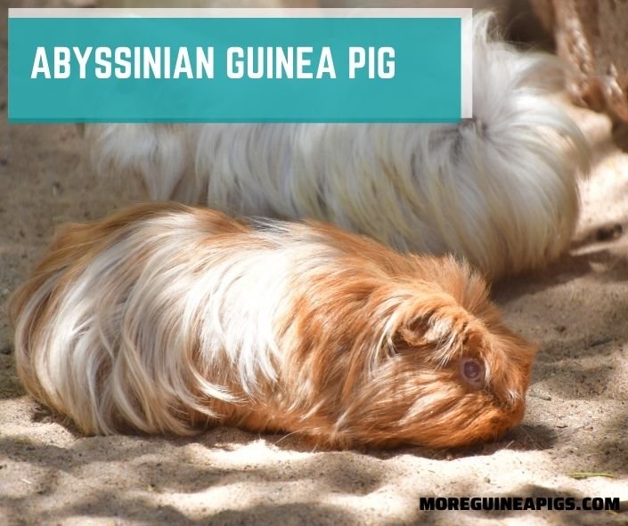 Grooming Tips And Maintenance Guide For Abyssinian Guinea Pigs