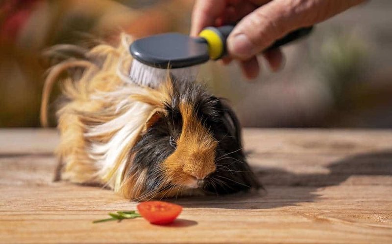 Grooming Tips And Maintenance Guide For American Guinea Pigs