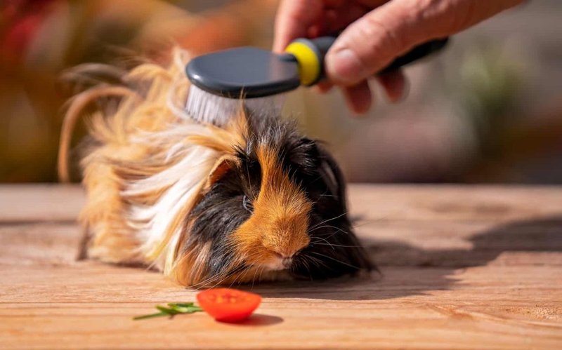 Grooming Tips And Maintenance Guide For Rex Guinea Pigs
