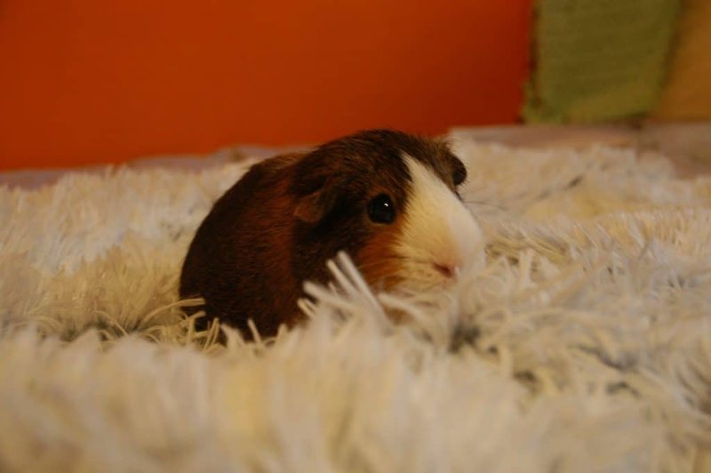 Grooming Tips And Maintenance Guide For Teddy Guinea Pigs