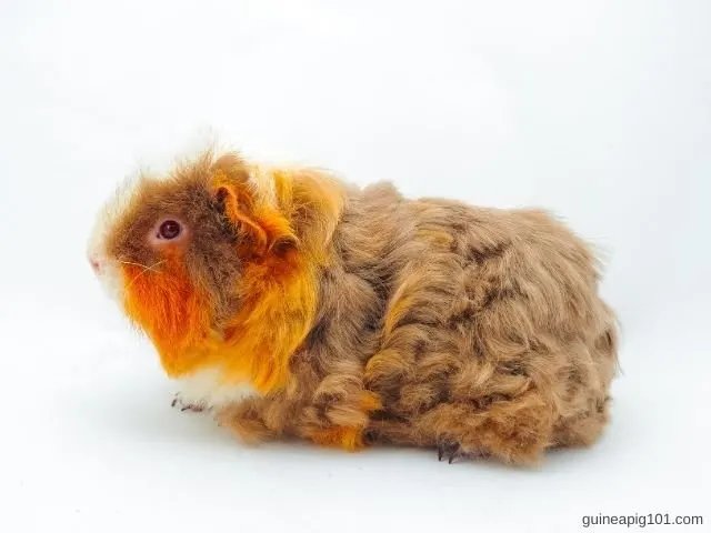 Grooming Tips And Maintenance Guide For Texel Guinea Pigs