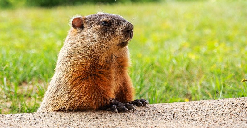 Groundhog