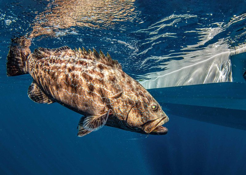 Grouper Vs. [Similar Species] - Key Differences
