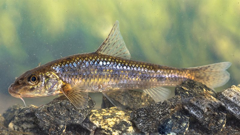 Gudgeon