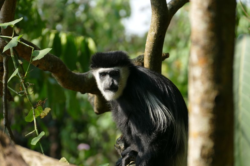 Guereza