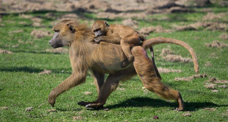 Guinea Baboon
