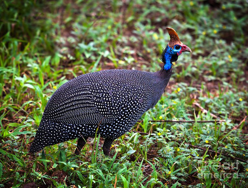 Guineafowl