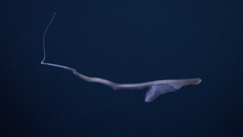 Gulper Eel