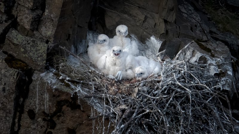 Gyrfalcon Nesting Habits And Lifecycle