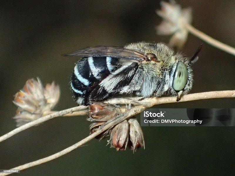 Habitat And Nesting Behavior Of The Blue Banded Bee