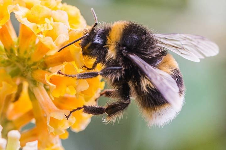 Habitat And Nesting Behavior Of The Bumblebee