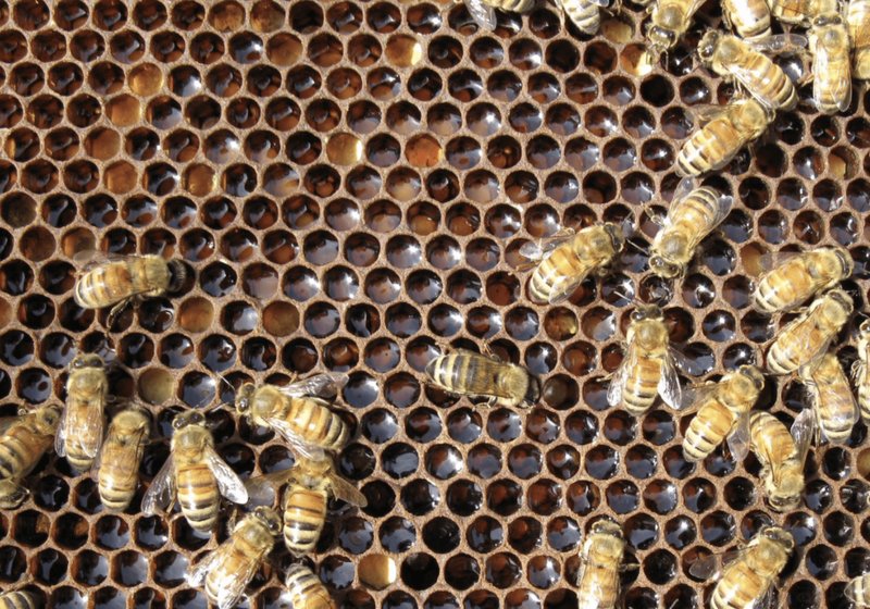 Habitat And Nesting Behavior Of The Honey Bee