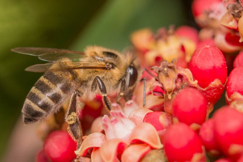 Habitat And Nesting Behavior Of The Killer Bee (Africanized)
