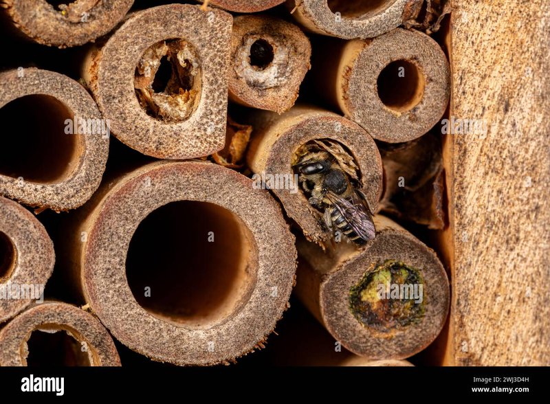 Habitat And Nesting Behavior Of The Leafcutter Bee
