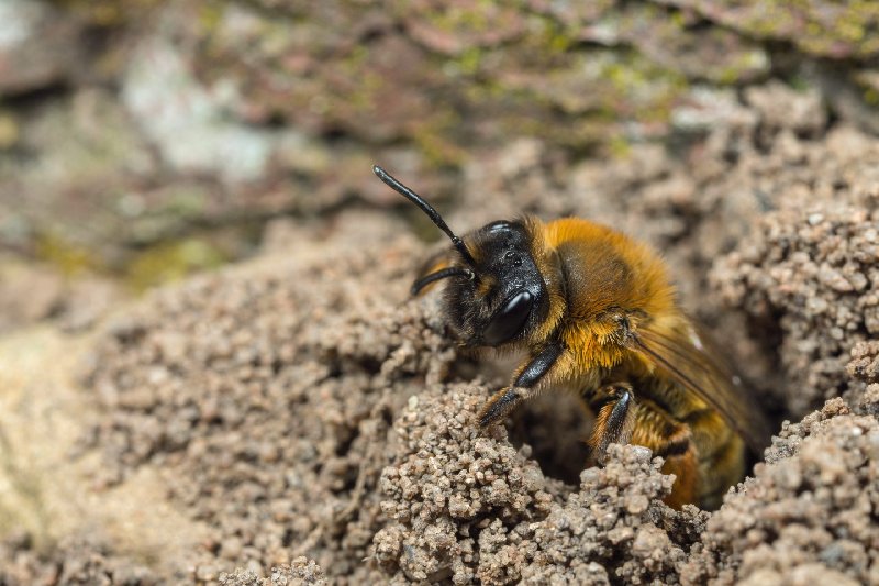 Habitat And Nesting Behavior Of The Mining Bee