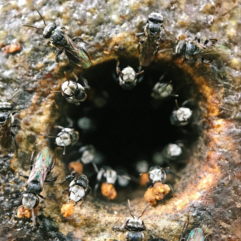 Habitat And Nesting Behavior Of The Stingless Bee