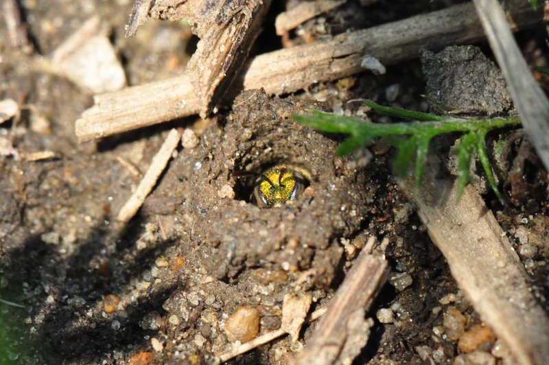 Habitat And Nesting Behavior Of The Sweat Bee