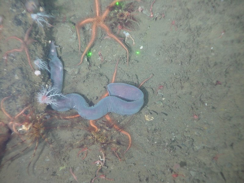 Hagfish