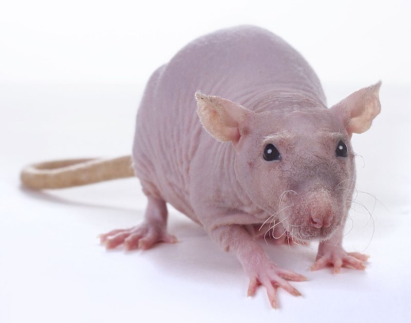 Hairless Rat Overview: Traits, Appearance, And Temperament