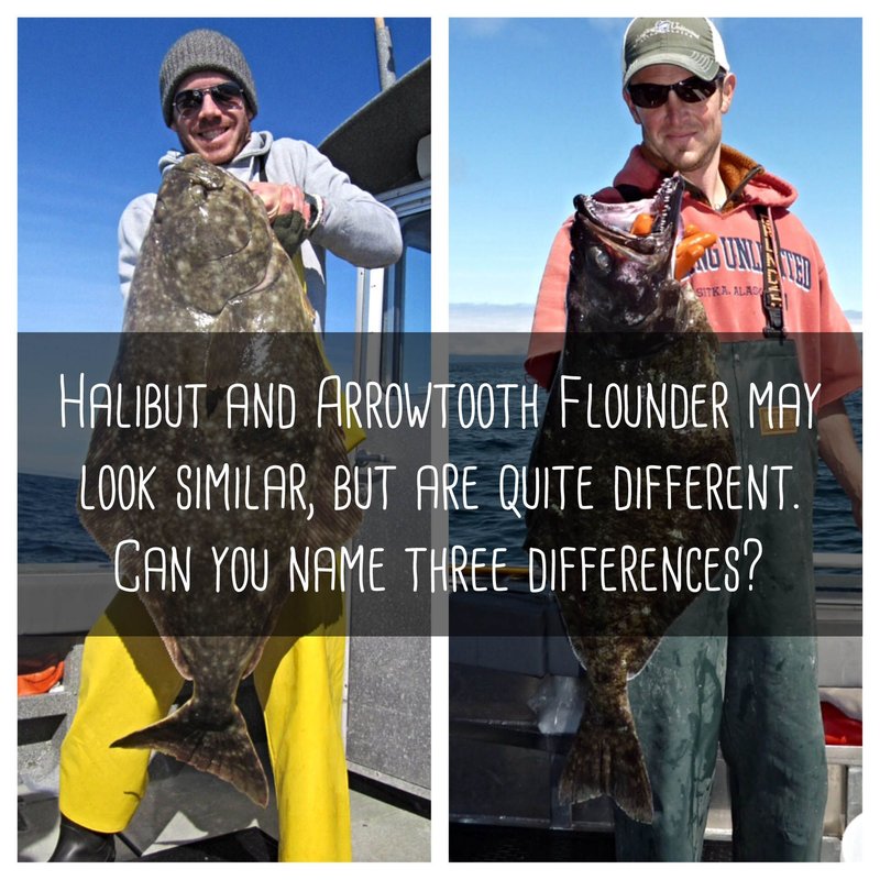 Halibut Vs. [Similar Species] - Key Differences