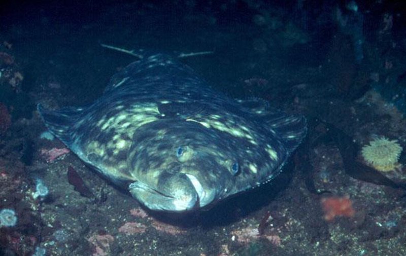 Halibut