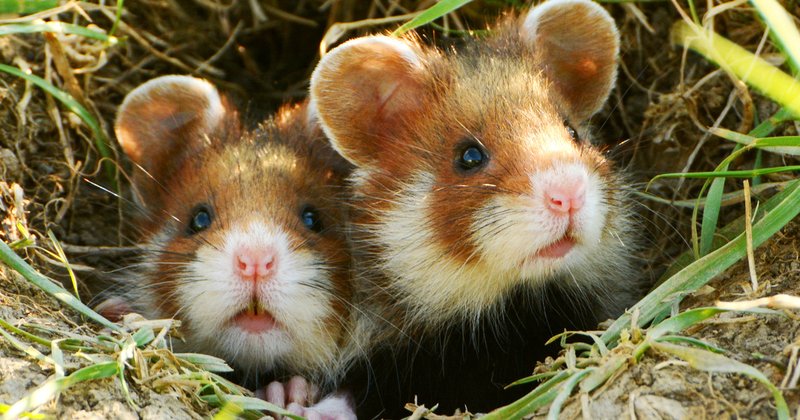 Hamster