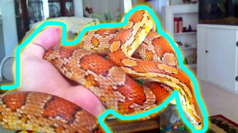 Handling Corn Snakes: Tips For Safety And Comfort