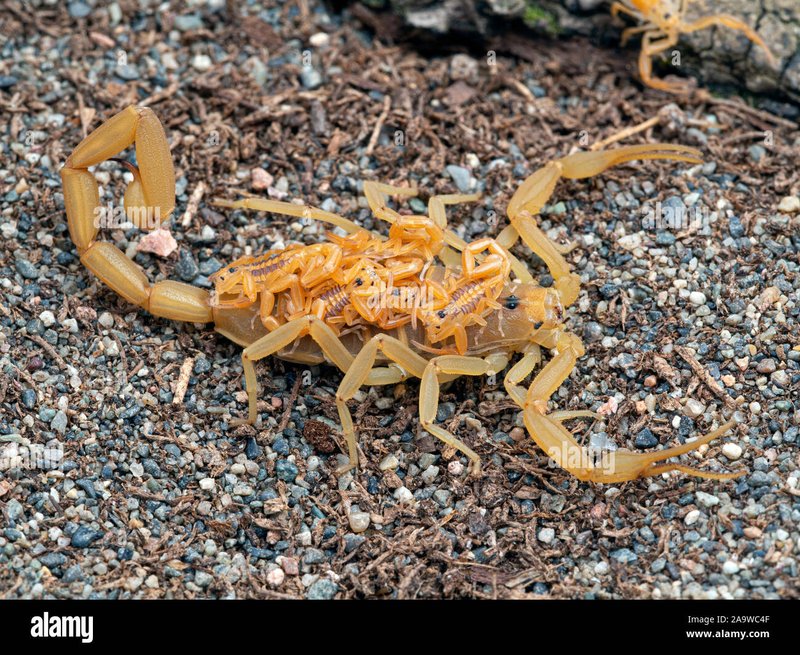 Handling The Arizona Bark Scorpion Safely (Do'S And Don'Ts)