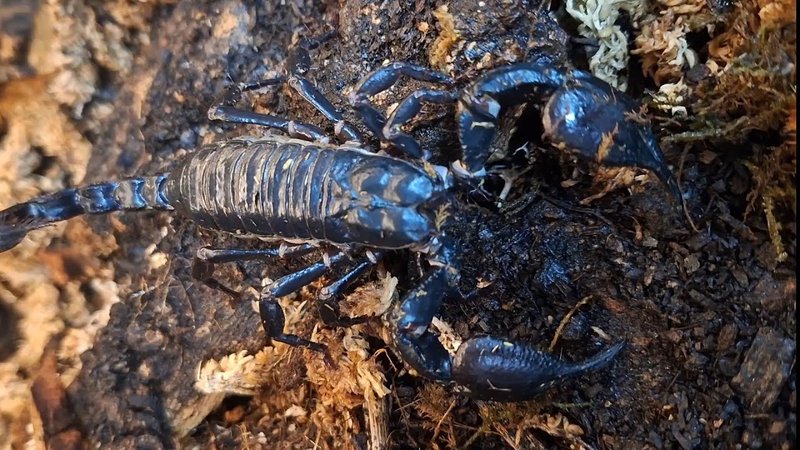 Handling The Asian Forest Scorpion Safely (Do'S And Don'Ts)