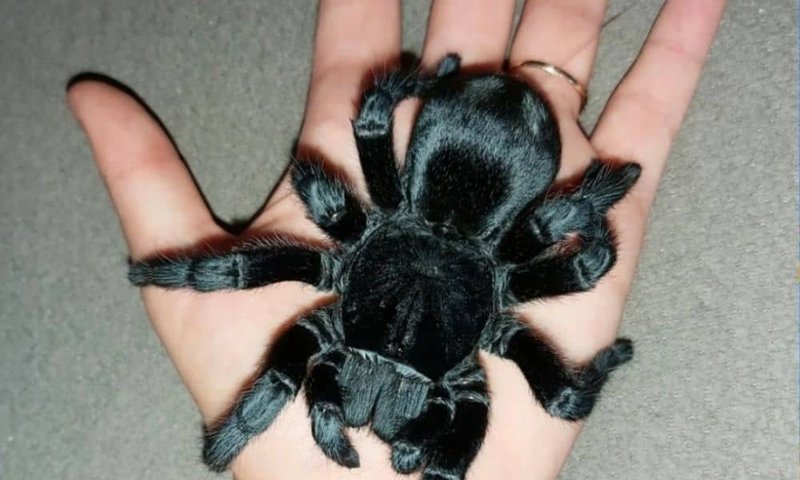 Handling The Brazilian Black Tarantula: Safe Or Not?