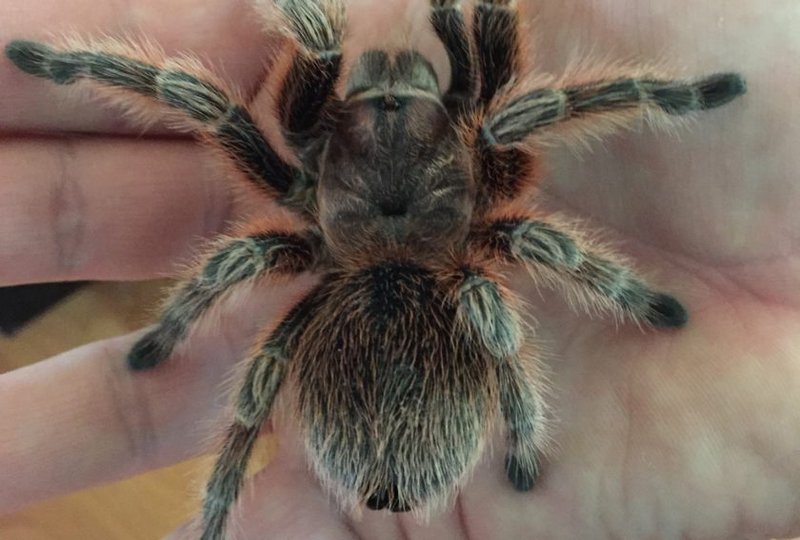 Handling The Chilean Rose Tarantula: Safe Or Not?