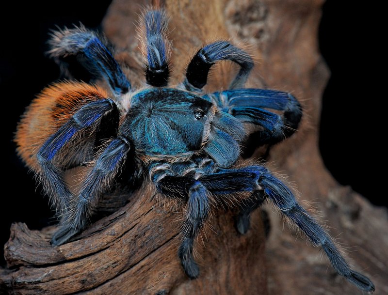 Handling The Cobalt Blue Tarantula: Safe Or Not?