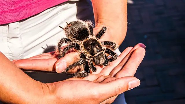 Handling The Curly Hair Tarantula: Safe Or Not?