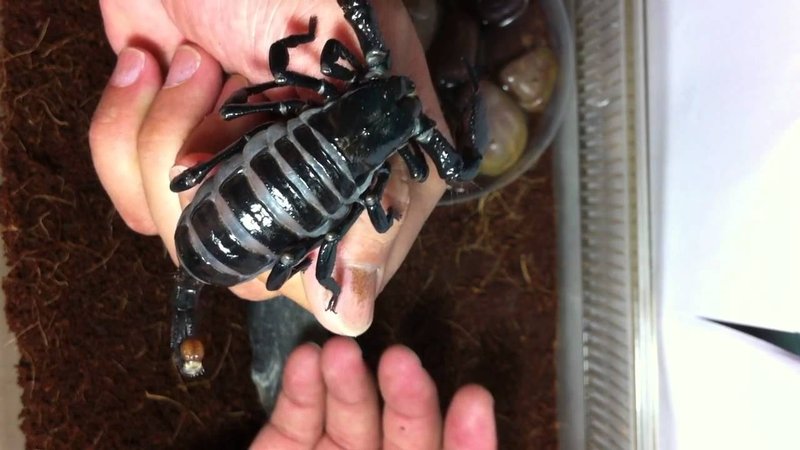 Handling The Emperor Scorpion Safely (Do'S And Don'Ts)