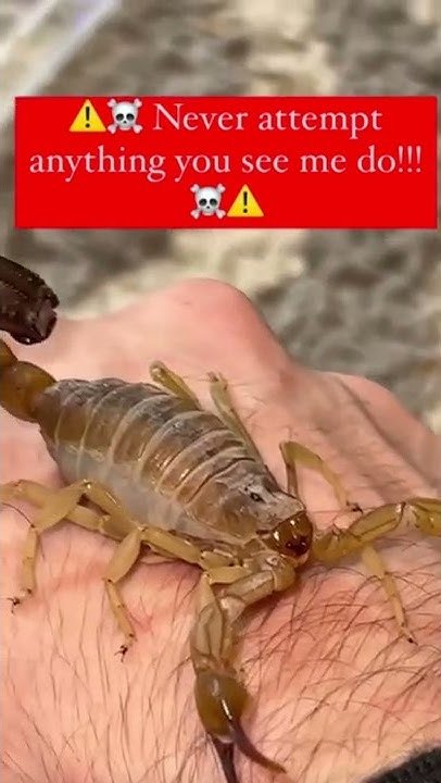 Handling The Fat-Tailed Scorpion Safely (Do'S And Don'Ts)