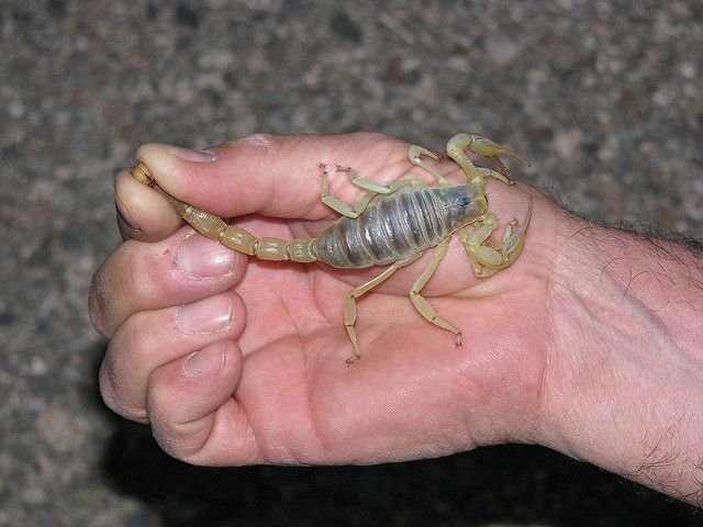 Handling The Giant Hairy Scorpion Safely (Do'S And Don'Ts)