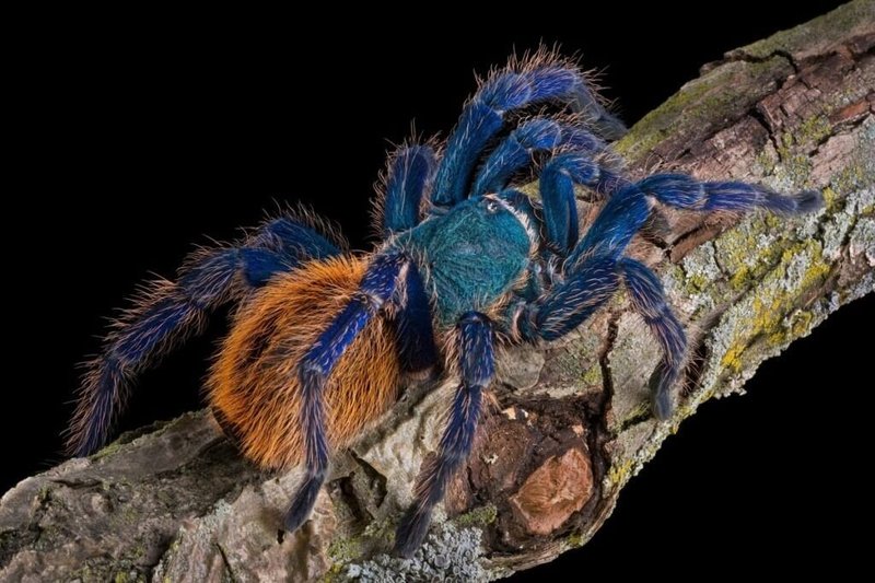 Handling The Greenbottle Blue Tarantula: Safe Or Not?