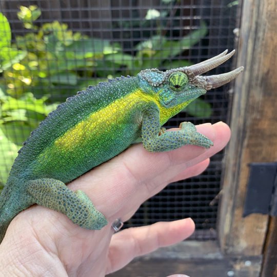 Handling The Jackson'S Chameleon: Do'S And Don'Ts