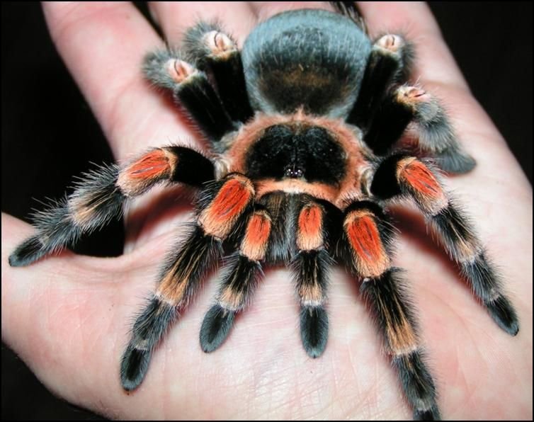 Handling The Mexican Redknee Tarantula: Safe Or Not?