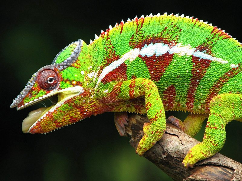 Handling The Panther Chameleon: Do'S And Don'Ts