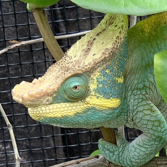 Handling The Parson'S Chameleon: Do'S And Don'Ts
