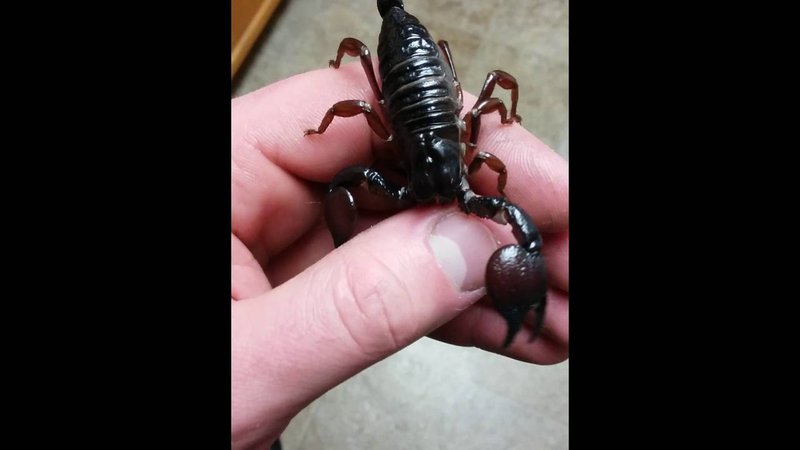 Handling The Red Claw Scorpion Safely (Do'S And Don'Ts)