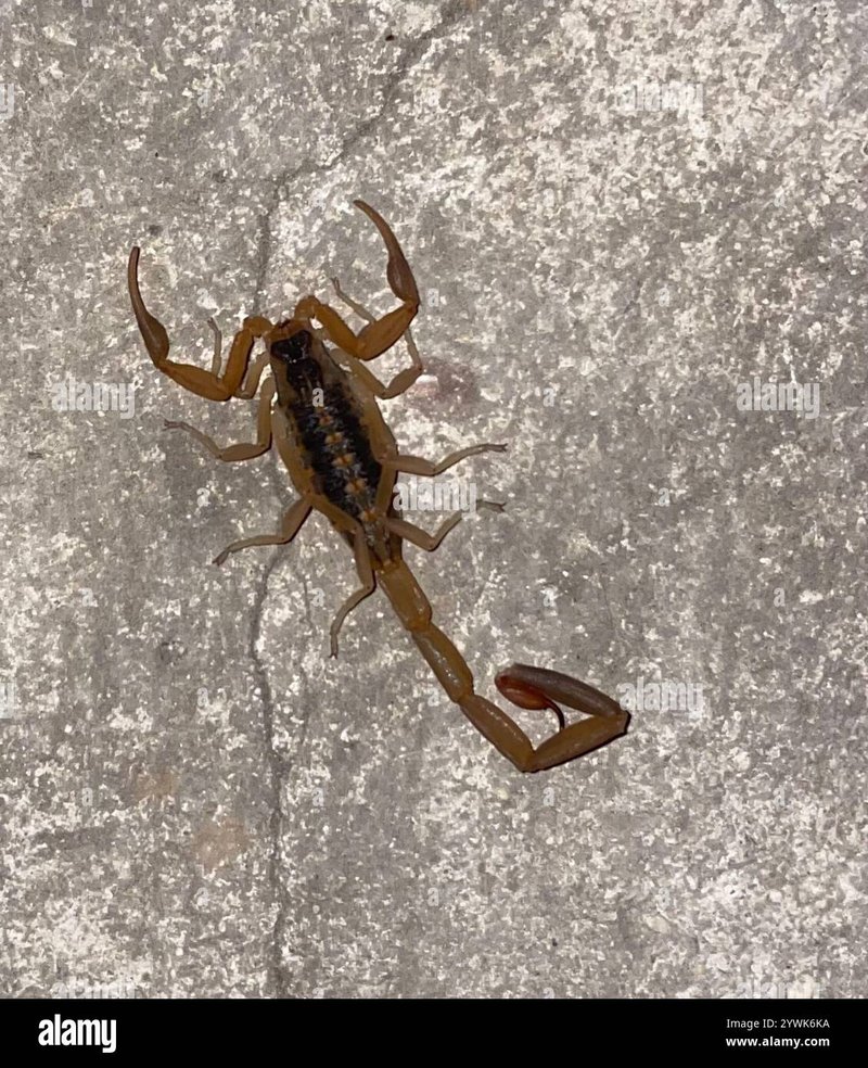 Handling The Striped Bark Scorpion Safely (Do'S And Don'Ts)
