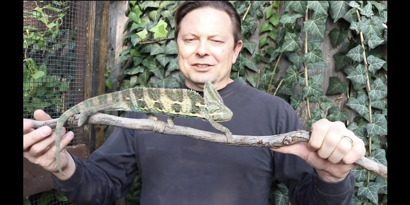 Handling The Veiled Chameleon: Do'S And Don'Ts