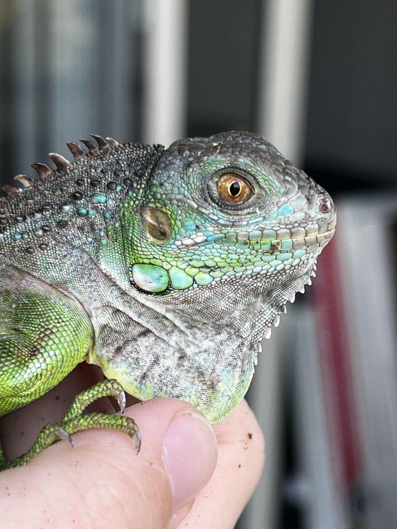 Handling Your Blue Iguana Safely And Comfortably
