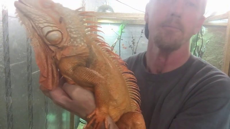 Handling Your Desert Iguana Safely And Comfortably