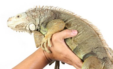 Handling Your Green Iguana Safely And Comfortably