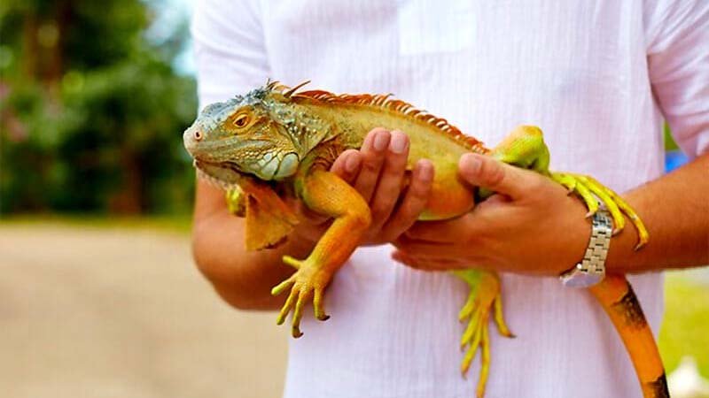 Handling Your Red Iguana Safely And Comfortably