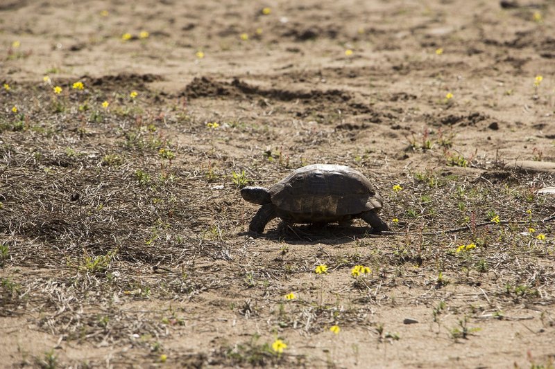 Hard-Shelled Turtle