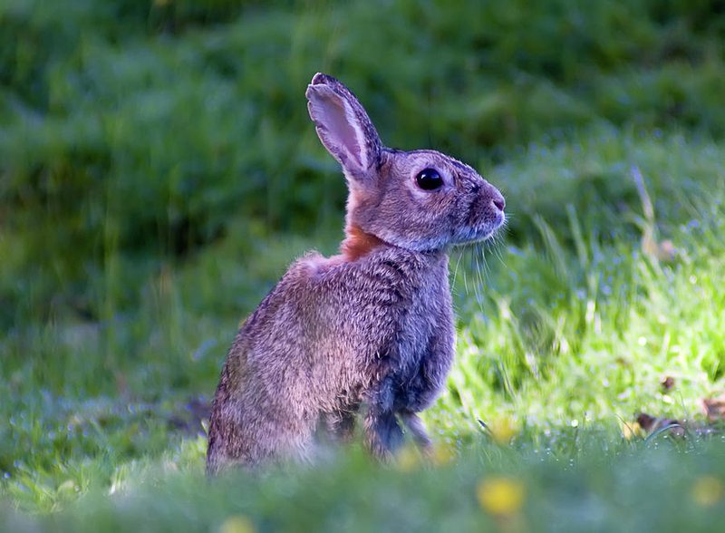 Hare